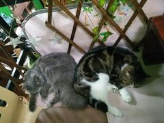 -李小姐の猫咖啡馆(五角场店)