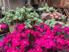 -王万妈卤猪脚(青岩交通路)