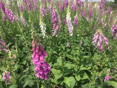 -紫颐香薰山谷景区