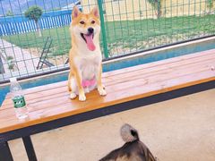 -趣玩宠物乐园寄养训犬训狗游泳池