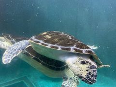 -青岛海底世界-水族馆
