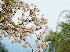 -舒家湾天主教堂