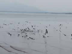 -深圳湾公园(南山区)