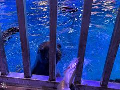 -海合安青岛极地海洋公园