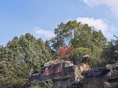 -铁山坪森林公园