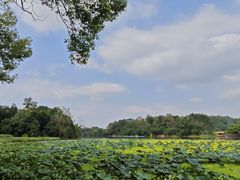 -南宁良凤江国家森林公园