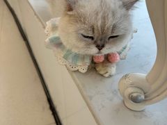 -共舞时光猫咖·狗咖(新街口店)