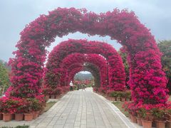 -东莞植物园