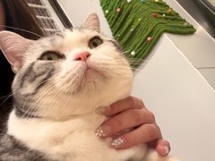 -有喵·猫咖·狗咖·30几只猫10只小狗(岗厦店)