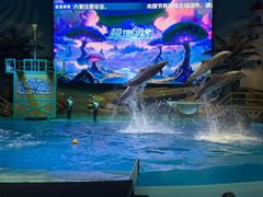 -海合安武汉极地海洋公园
