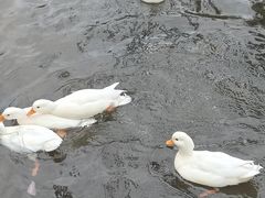 -横道河子东北虎林园