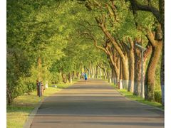 -上海共青森林公园