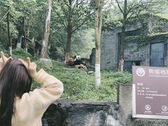 -都江堰中华大熊猫苑