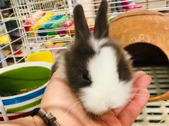 -钓仓鼠(洋桥北里小区店)