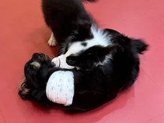 -和它·交个朋友·狗咖猫咖(爱琴海店)