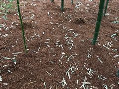 -新建村梅花