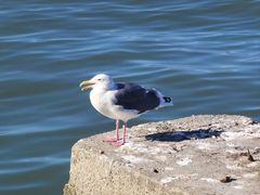 -阿尔卡特拉斯岛