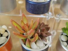 -万达广场(金堂店)