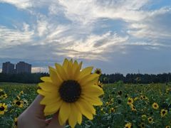 -汉长安城未央宫国家考古遗址公园