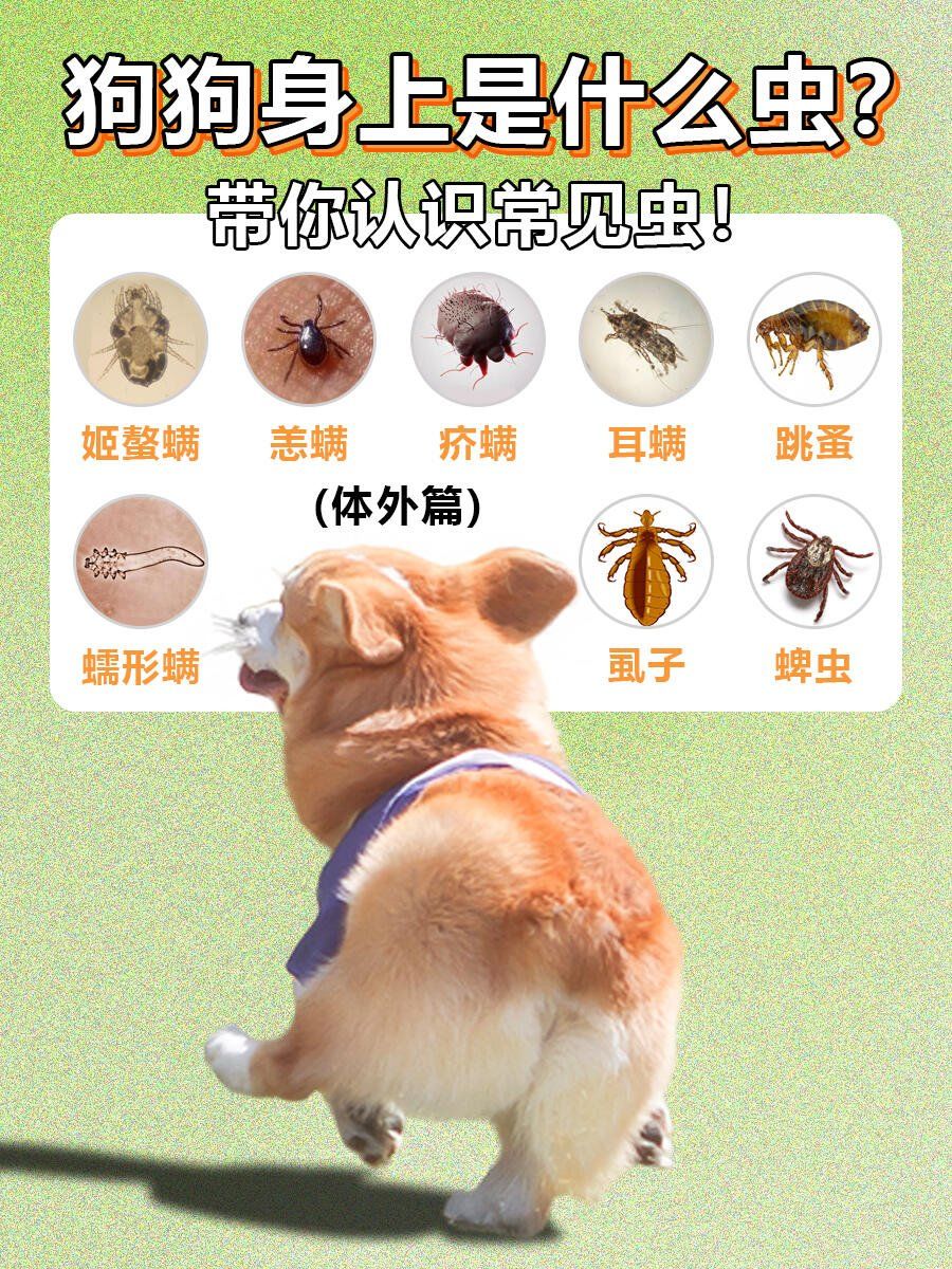 新手养宠!带你认识狗狗常见虫!