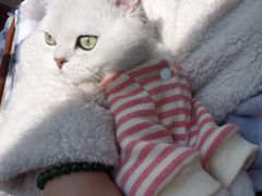 -喵zoo家庭繁育猫舍(尖东智能花园店)
