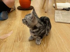 -猫咪派对(江南西店)
