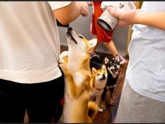 豆柴町撸狗入场券-豆柴町-柴犬主题狗咖(红鼎国际C座店)