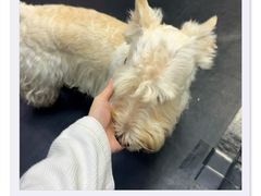 -金翼跆拳道巴西柔术拳击格斗学院