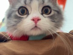 -瑞派福兴宠物医院犬猫全科·骨科·中西医结合(河东店)