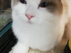 -糯米喵星人·撸猫猫舍咖啡馆(西市场嘉华店)