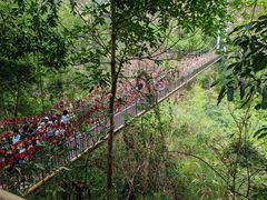 -西双版纳原始森林公园