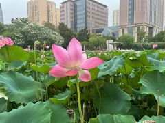 -黄兴公园