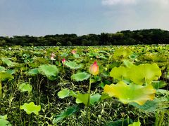 -盘龙城国家考古遗址公园