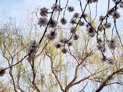 -桃花堤公园