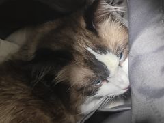 -北京观赏动物医院·24小时大型综合·猫专科·异宠专科