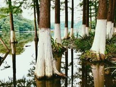 -重庆彩云湖湿地公园