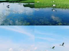 -黑龙江扎龙生态旅游区