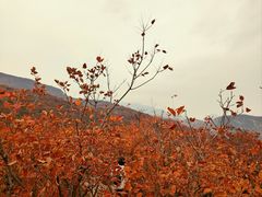-周口店坡峰岭风景区
