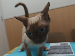 -瑞派·关忠动物医院·猫专科·犬专科(三环新城店)