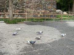 -洛阳白马寺