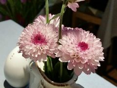 -伊斯坦布尔土耳其清真咖啡餐厅