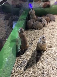 -未来动物城动物主题公园(大悦城店)
