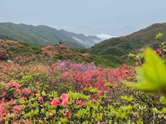 -大围山国家森林公园