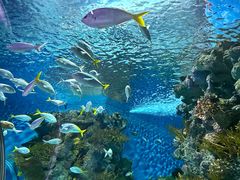-上海海洋水族馆