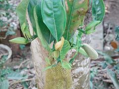 -西双版纳傣族园