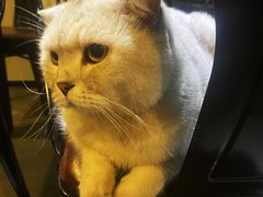 -Mr.Fox狐狸先生超级密室(南山店)