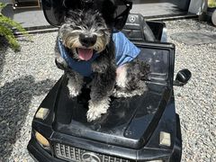 -帕帕拉兹宠物(亚洲旗舰店)