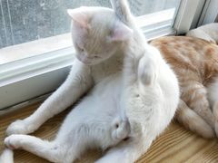 -Heymao猫咖.咖啡厅(东门店)