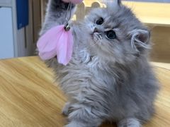 -柚子猫舍·精品猫舍购猫·猫咪认养·购宠·宠物店
