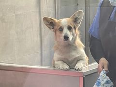 -宠福鑫康馨动物医院·骨科·眼科